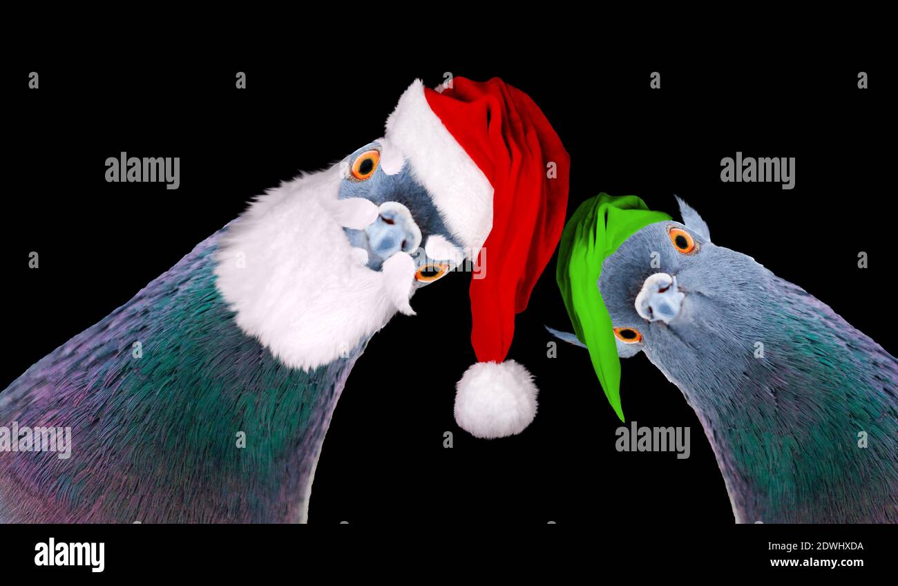 Tauben gekleidet als weihnachtsmann und Elf Blick auf den Bildschirm, Neujahr Stockfoto