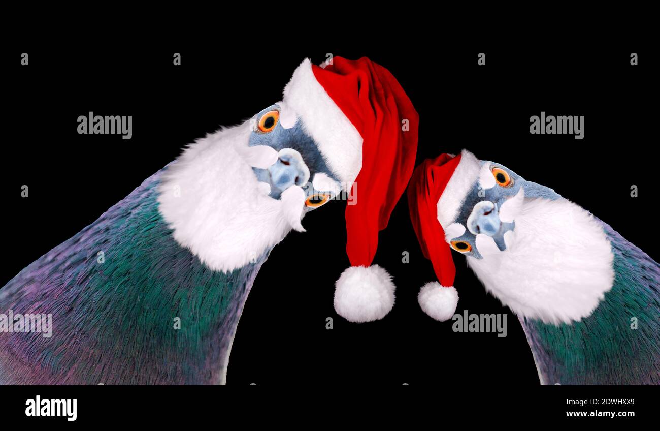 Tauben gekleidet als weihnachtsmann Blick auf den Bildschirm, Neujahr Stockfoto