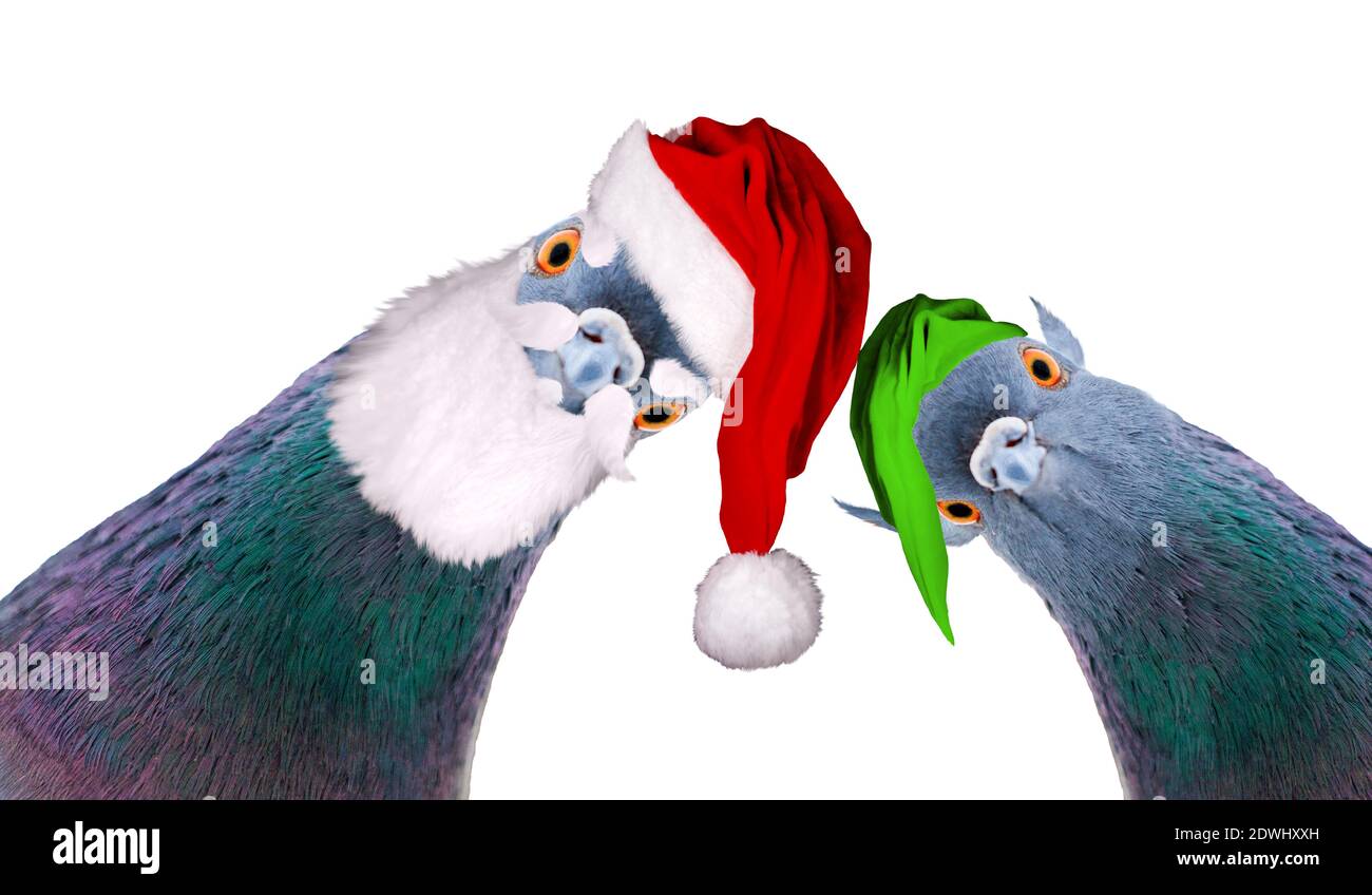 Tauben in santa und Elf Kostüm Blick auf den Bildschirm isoliert auf weiß, Neujahr Stockfoto