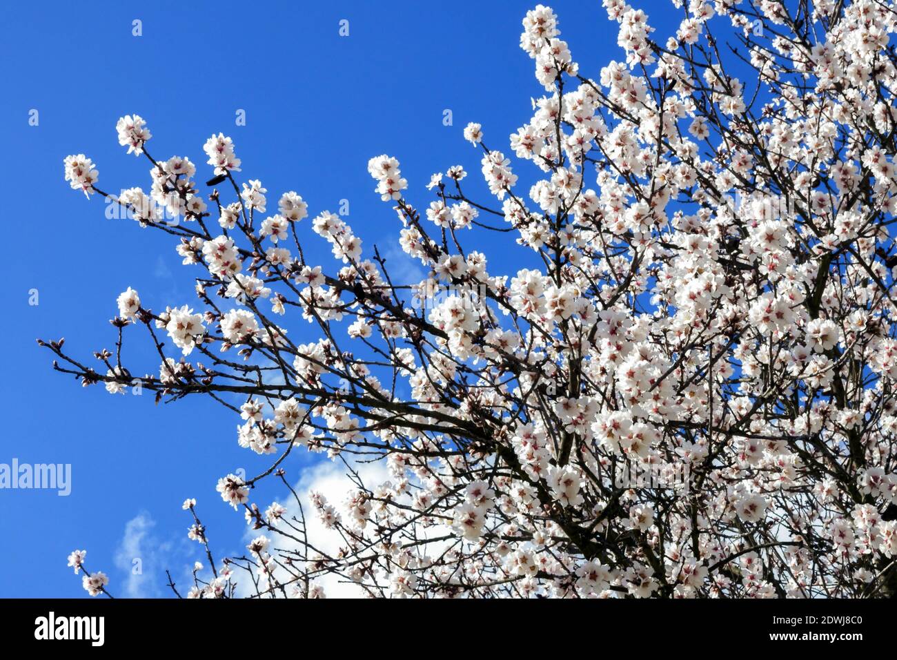 Der Frühling blüht auf dem prunus Baum gegen den blauen Himmel Stockfoto