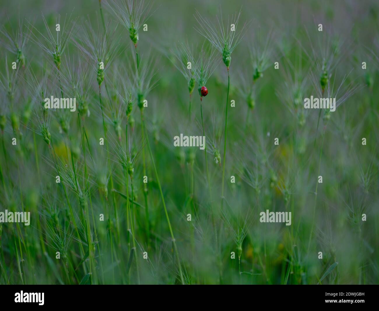 Ein Marienkäfer auf dem Gras. Stockfoto