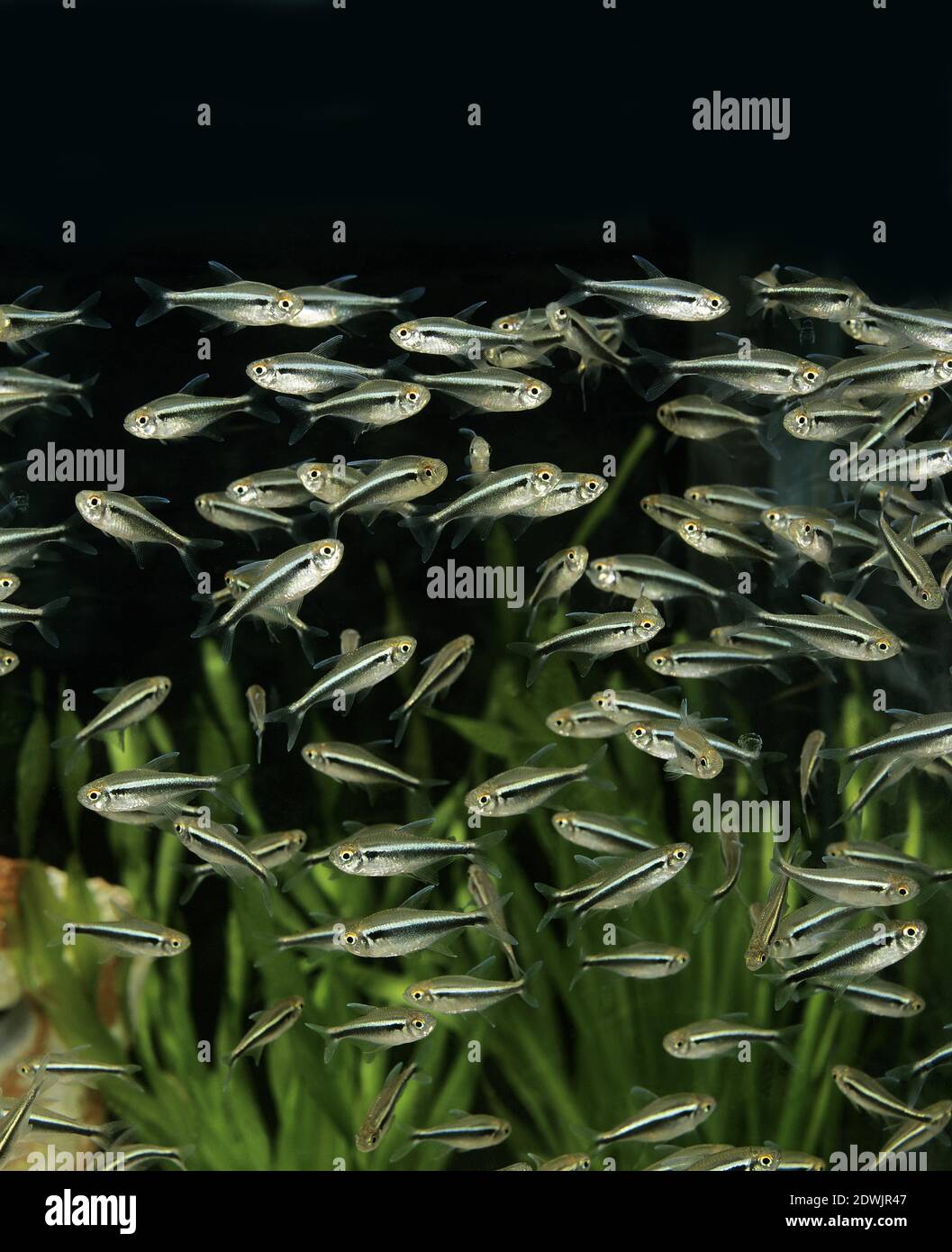 Aphyocharax sp Fotos und Bildmaterial in hoher Auflösung Alamy