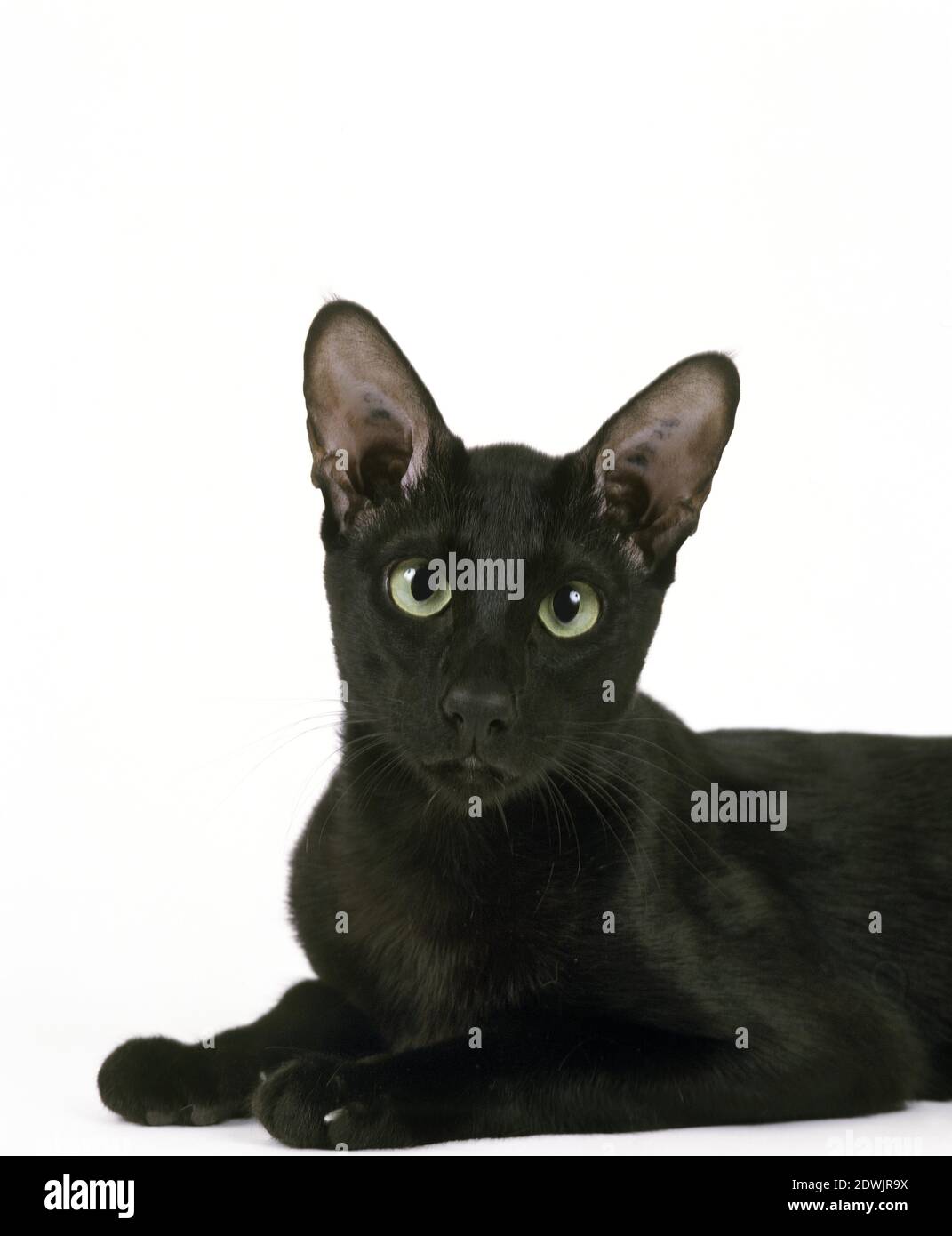 Ebenholz orientalische Katze vor weißem Hintergrund Stockfoto