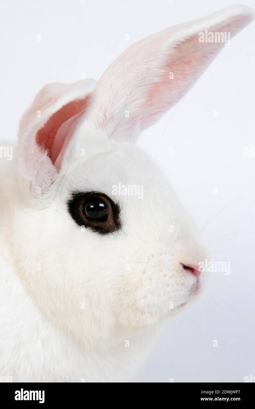 Hotot inländische Kaninchen, eine Rasse aus der Normandie Stockfoto