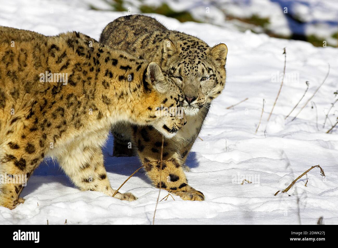 Snow Leopard oder Unze, uncia uncia, stehend im Schnee Stockfoto