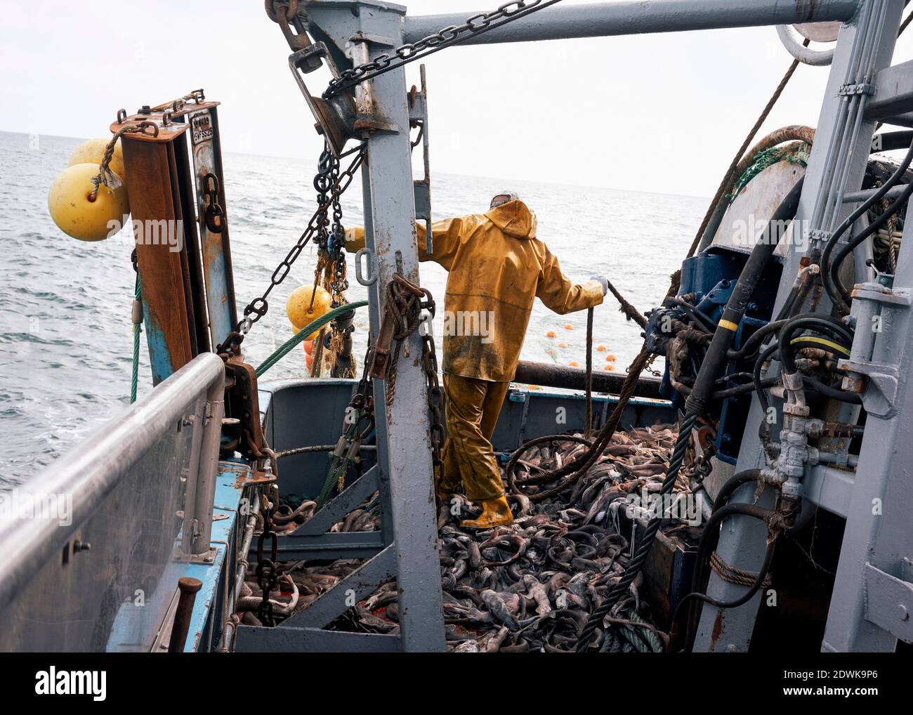 Hunderte von Dogfish verschüttet auf das Deck, nachdem die Schleppernetze gezogen werden. Stockfoto