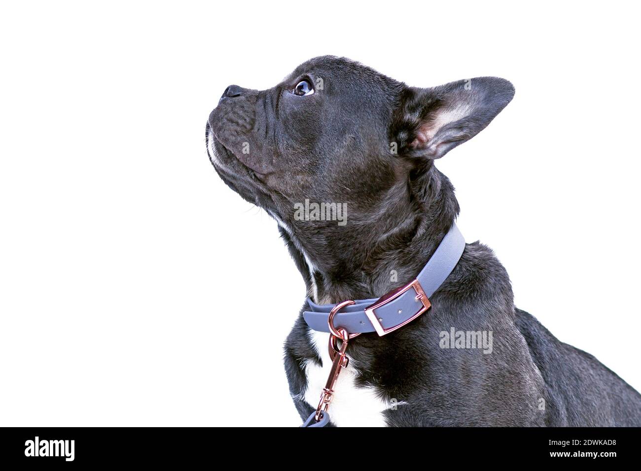 Seitenansicht des französischen Bulldog Hundes mit langer gesunder Nase Mit blauem Kunstlederkragen auf weißem Untergrund Stockfoto