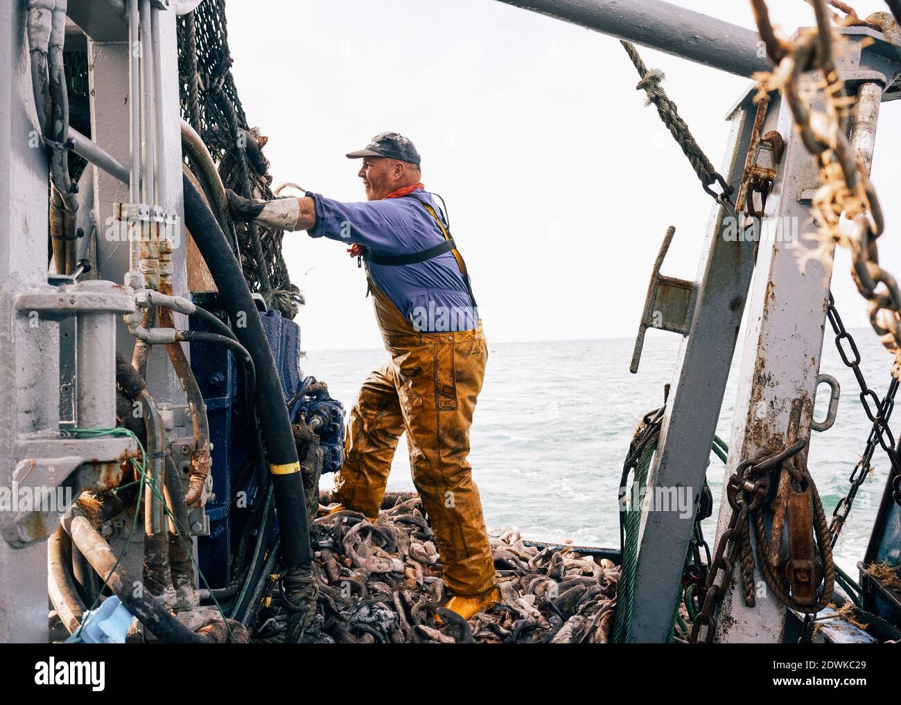 Dave sortiert durch den Fang und wirft den Dogfish zurück ins Meer. Stockfoto