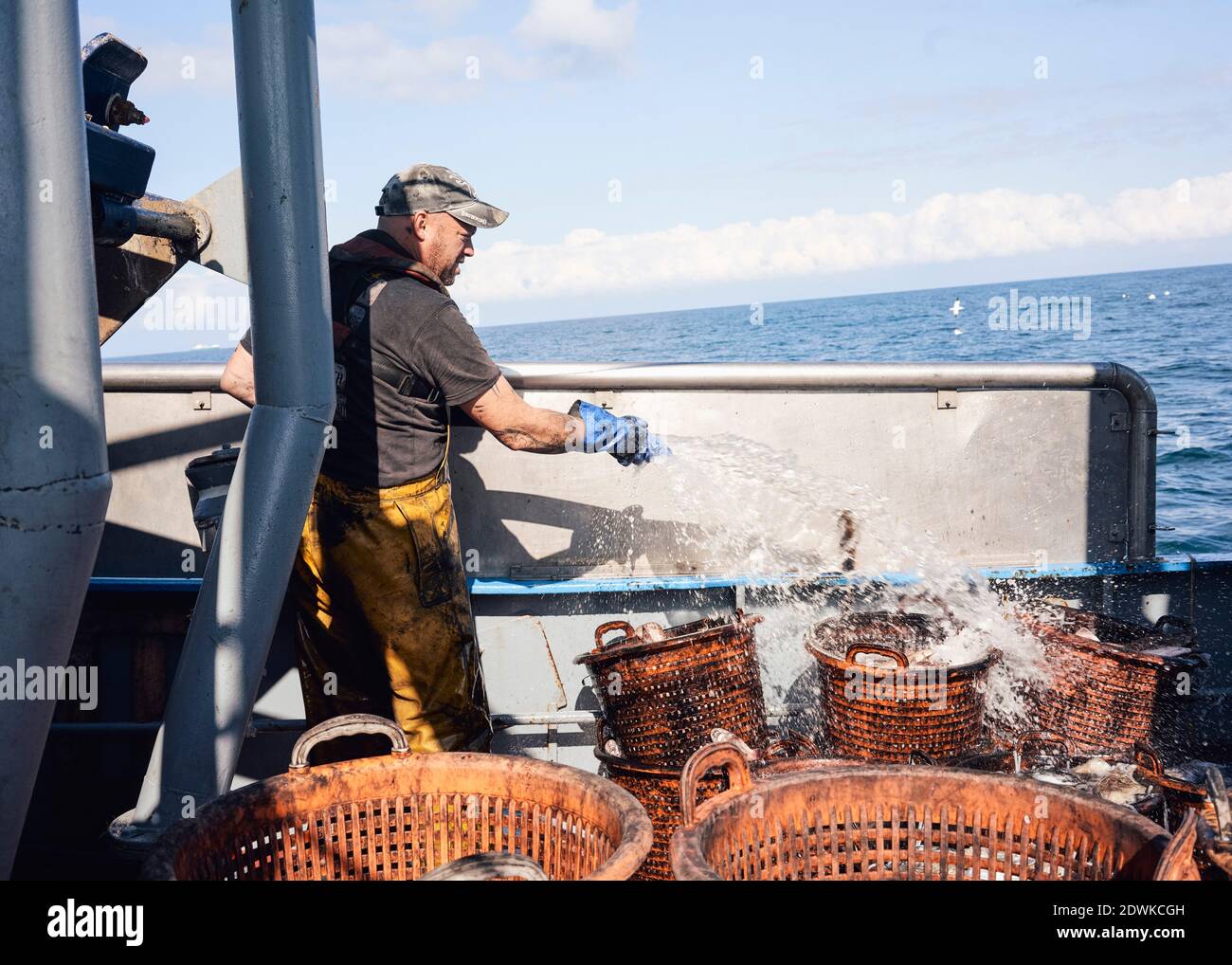 Simon wäscht die Tinte aus Eimern von Tintenfischen, die auf dem Brixham Fischmarkt verkauft werden. Stockfoto