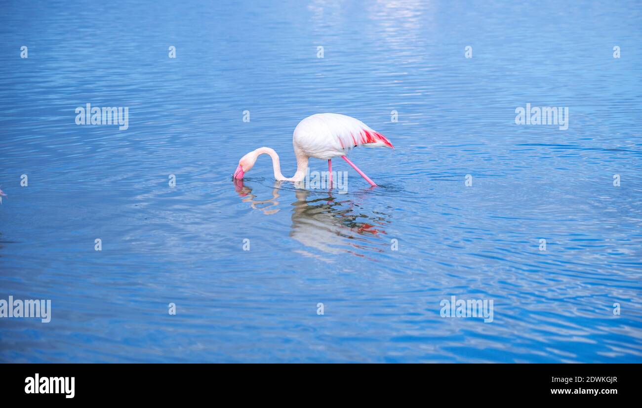 Rosa Flamingo sucht Nahrung im Molentargius Teich in Cagliari, im Süden Sardiniens Stockfoto