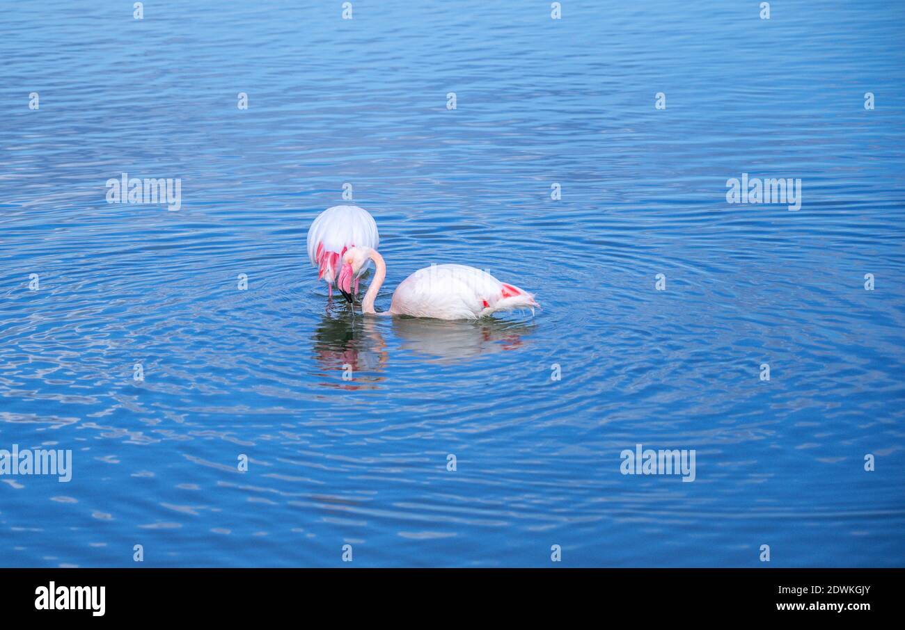 Rosa Flamingo sucht Nahrung im Molentargius Teich in Cagliari, im Süden Sardiniens Stockfoto