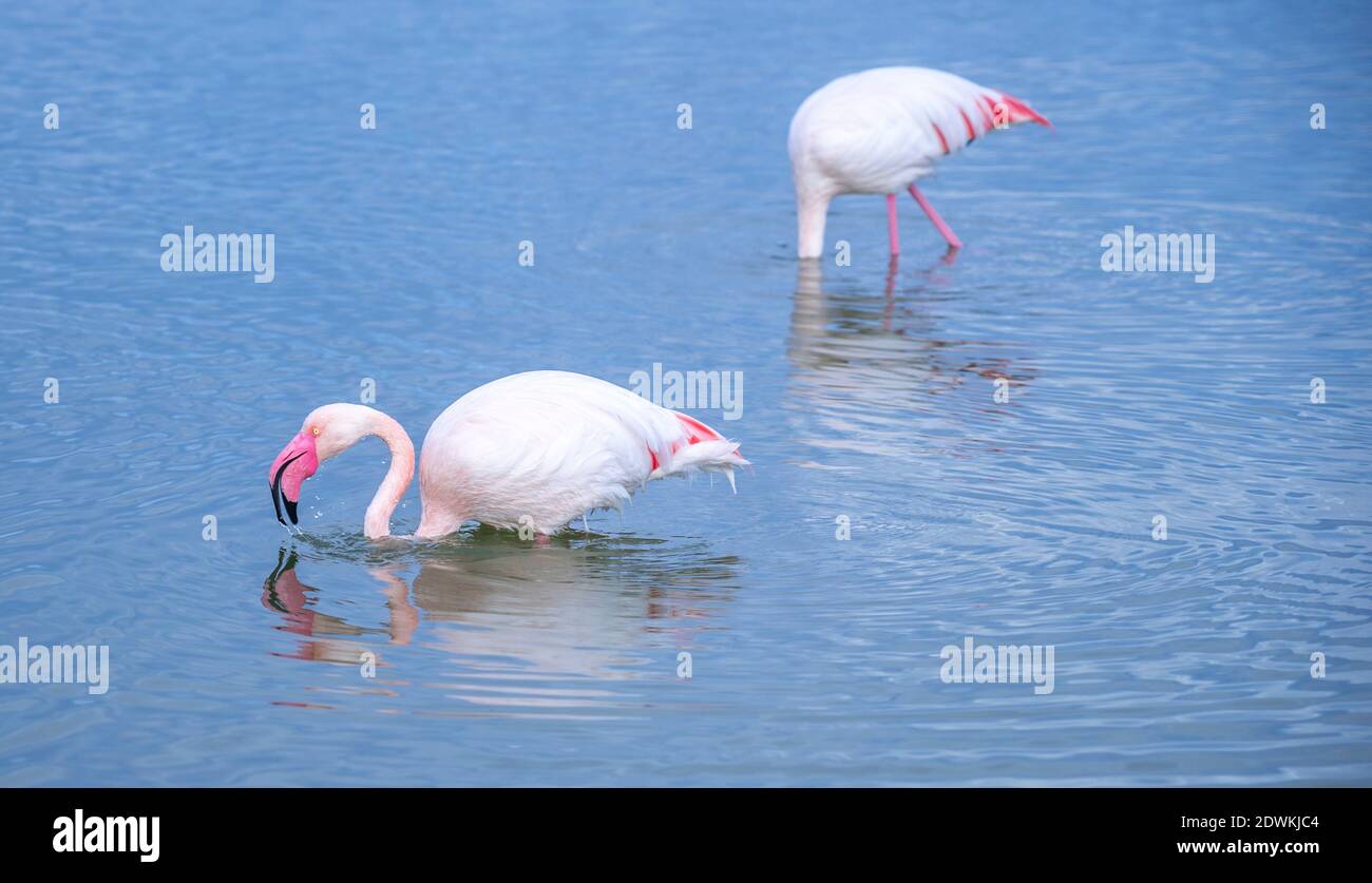 Rosa Flamingo sucht Nahrung im Molentargius Teich in Cagliari, im Süden Sardiniens Stockfoto