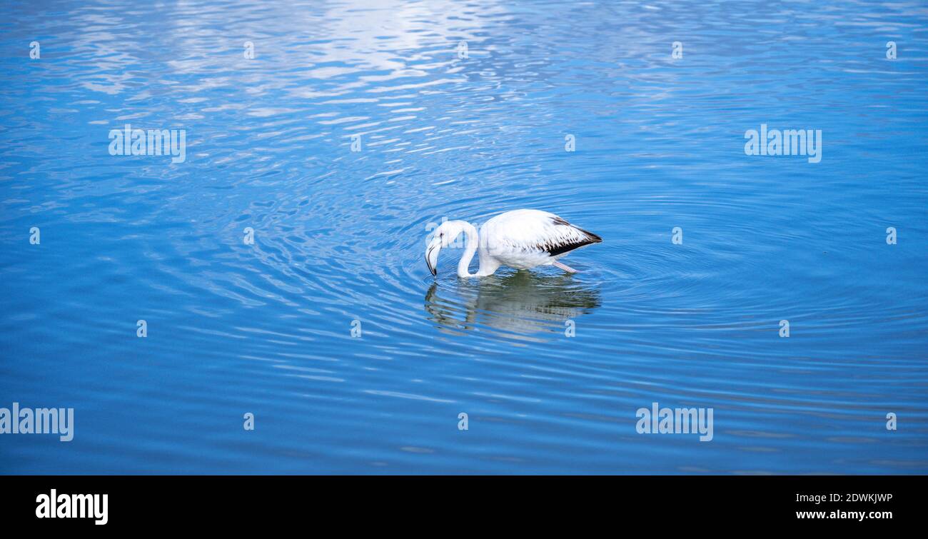 Rosa Flamingo sucht Nahrung im Molentargius Teich in Cagliari, im Süden Sardiniens Stockfoto