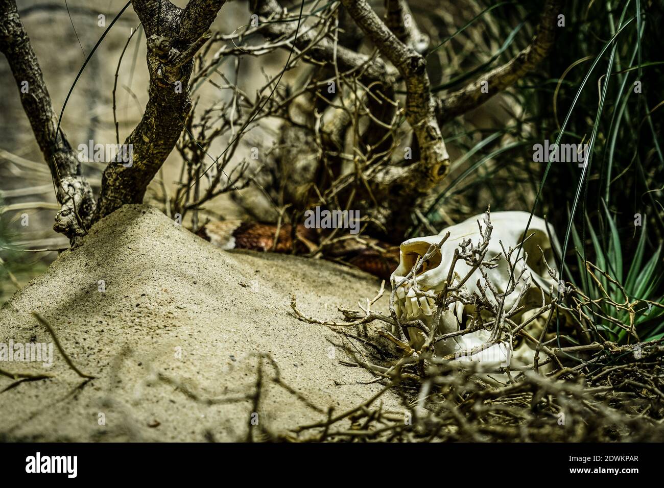 Schädel liegt halb versteckt unter Sträuchern in einer Wüstenumgebung Stockfoto