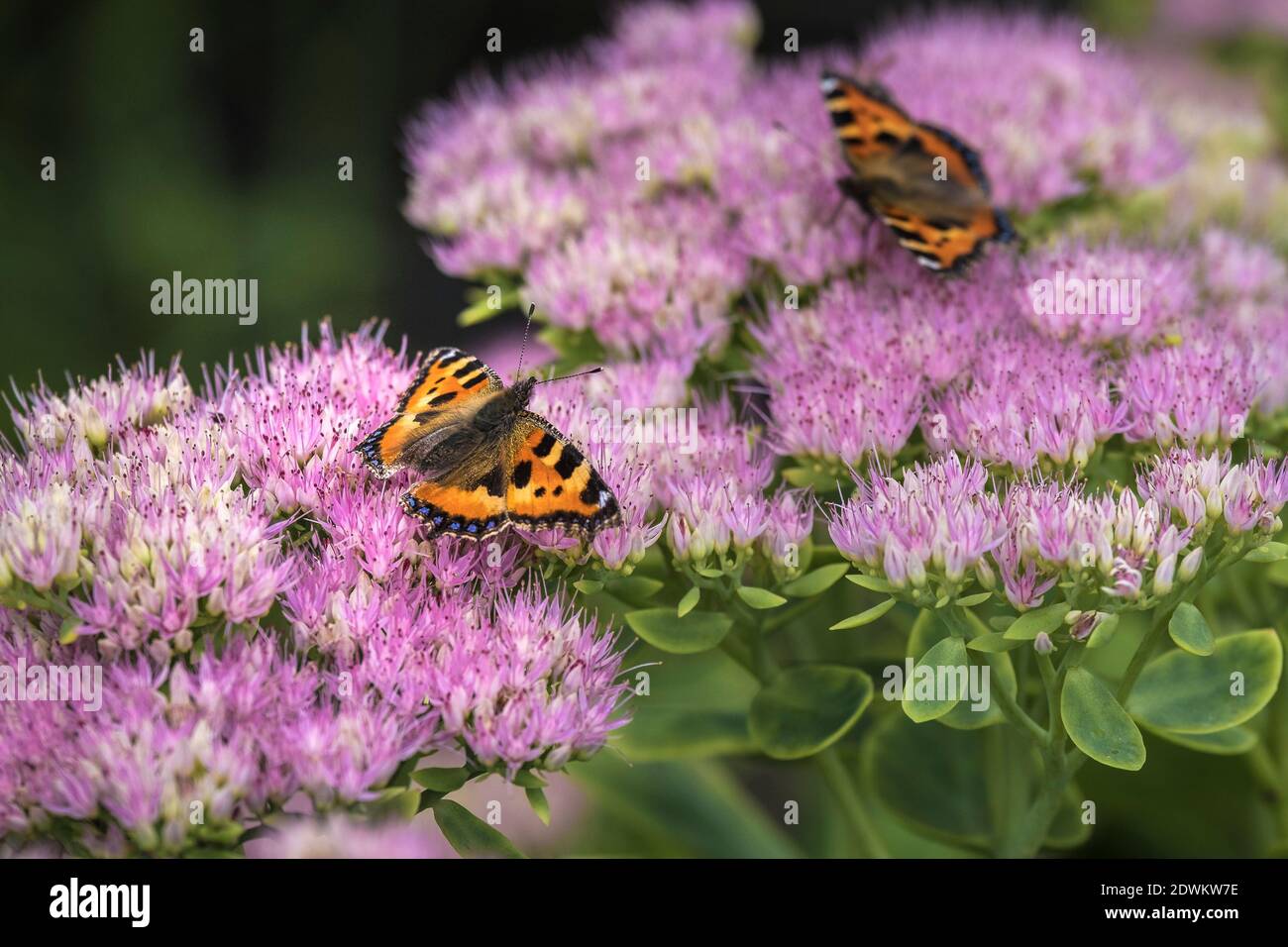 Kleine Tortoiseshell Schmetterlinge Aglais urtica Fütterung von den Blumen einer Sedum-Pflanze. Stockfoto