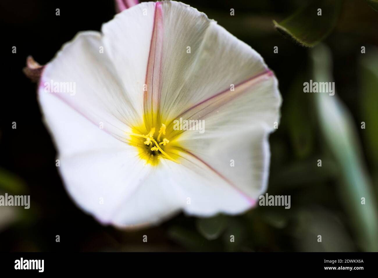 Eine Nahaufnahme der Blume des Convolvulus Bindweed Morgenruhmes. Stockfoto