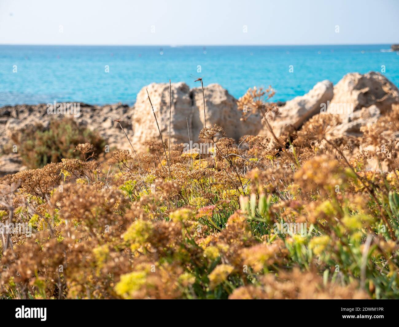 Libelle auf einer Pflanze, die am felsigen Ufer des mittelmeers in der Nähe des Nissi-Strandes in Ayia Napa, Zypern wächst. Stockfoto