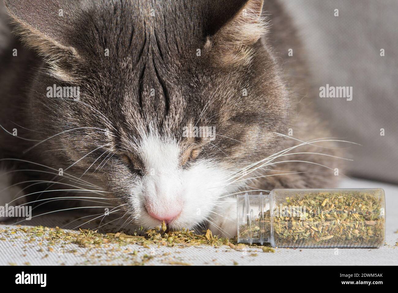 Lustige tabby Katze essen und genießen getrocknete Katzenminze oder Katzenminze. Kräuter für Katzen Stockfoto
