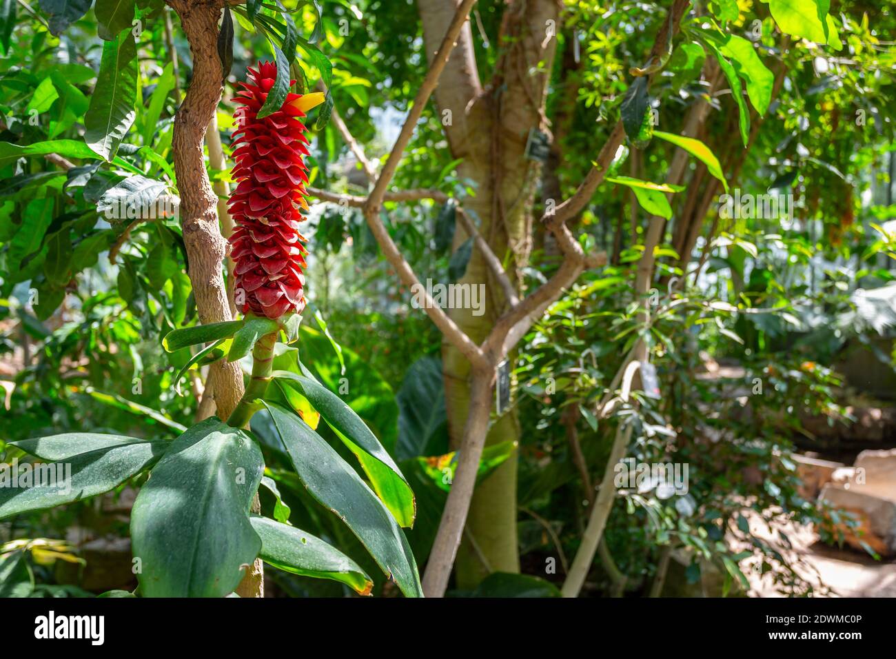 Spiralginger (Costus barbatus) ist eine mehrjährige Pflanze mit einem roten Blütenstand. Park des Tête d'Or, Lyon, Frankreich Stockfoto