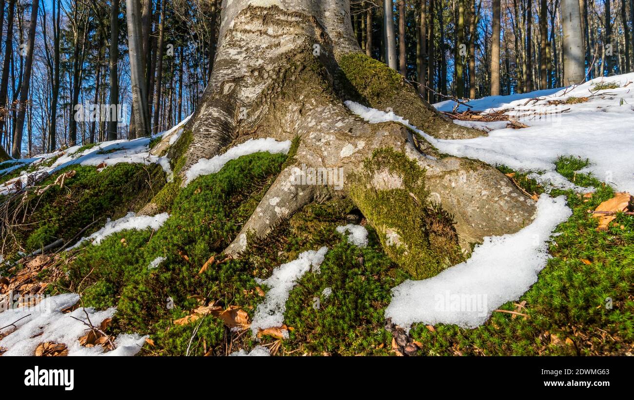 Waldsee im winter -Fotos und -Bildmaterial in hoher Auflösung – Alamy