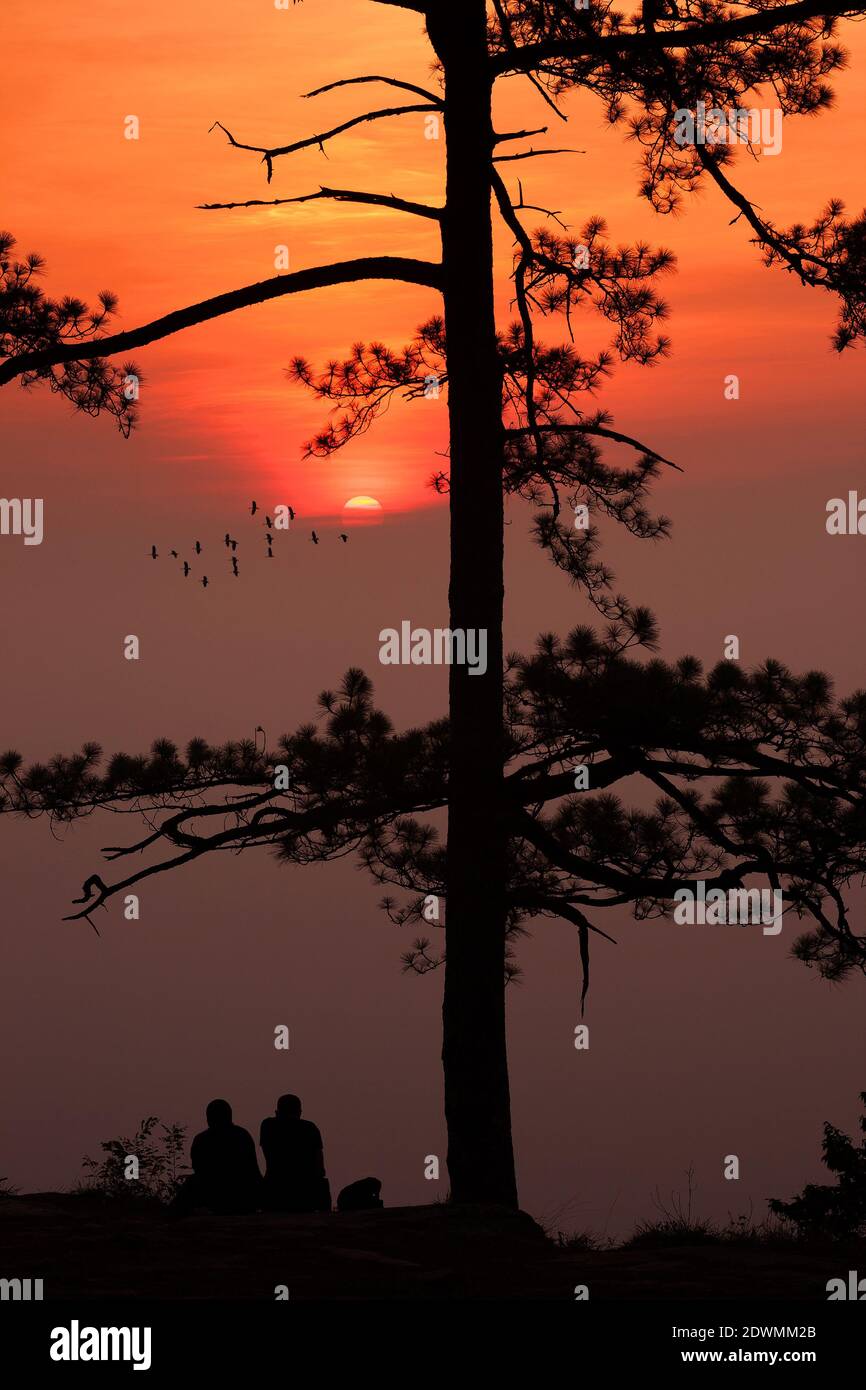 Silhouette Kiefernbaum tropischen Wald bunten Himmel und Wolke mit Vögel Gruppe bei Sonnenuntergang und Sonnenaufgang Landschaft aus Asien Natur Reisen Stockfoto
