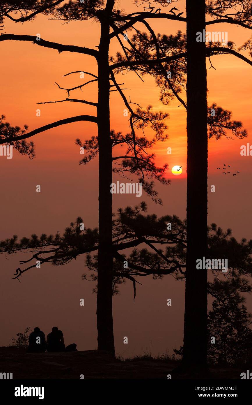 Silhouette Kiefernbaum tropischen Wald bunten Himmel und Wolke mit Vögel Gruppe bei Sonnenuntergang und Sonnenaufgang Landschaft aus Asien Natur Reisen Stockfoto
