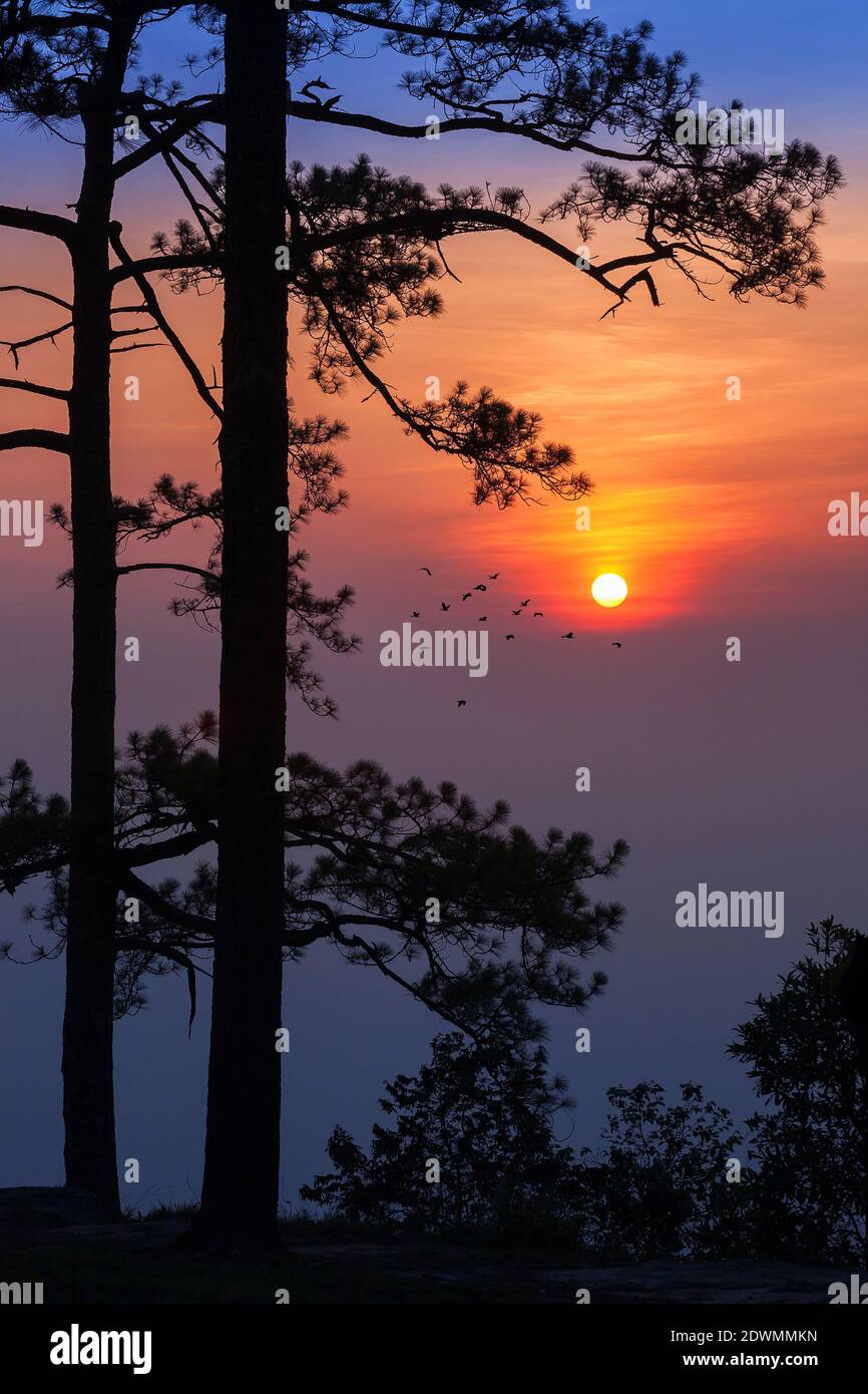 Silhouette Kiefernbaum tropischen Wald bunten Himmel und Wolke mit Vögel Gruppe bei Sonnenuntergang und Sonnenaufgang Landschaft aus asien Natur Reisen Stockfoto