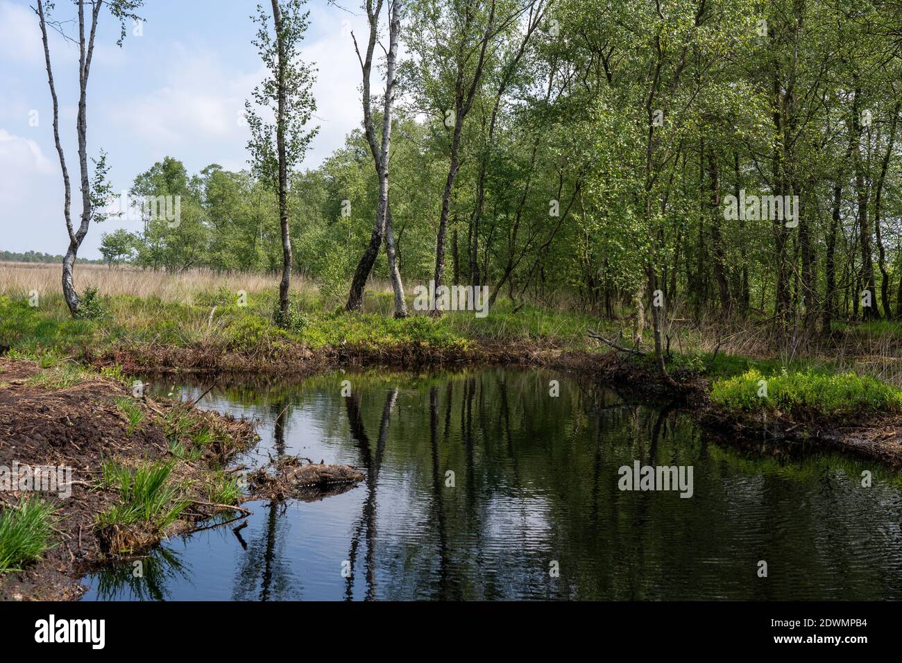 Moorlandschaften in Lüneburg Heide mit Baumwollgras, Zwickel-Baumwollgras oder ummanteltem Baumwollgras, Birken Stockfoto