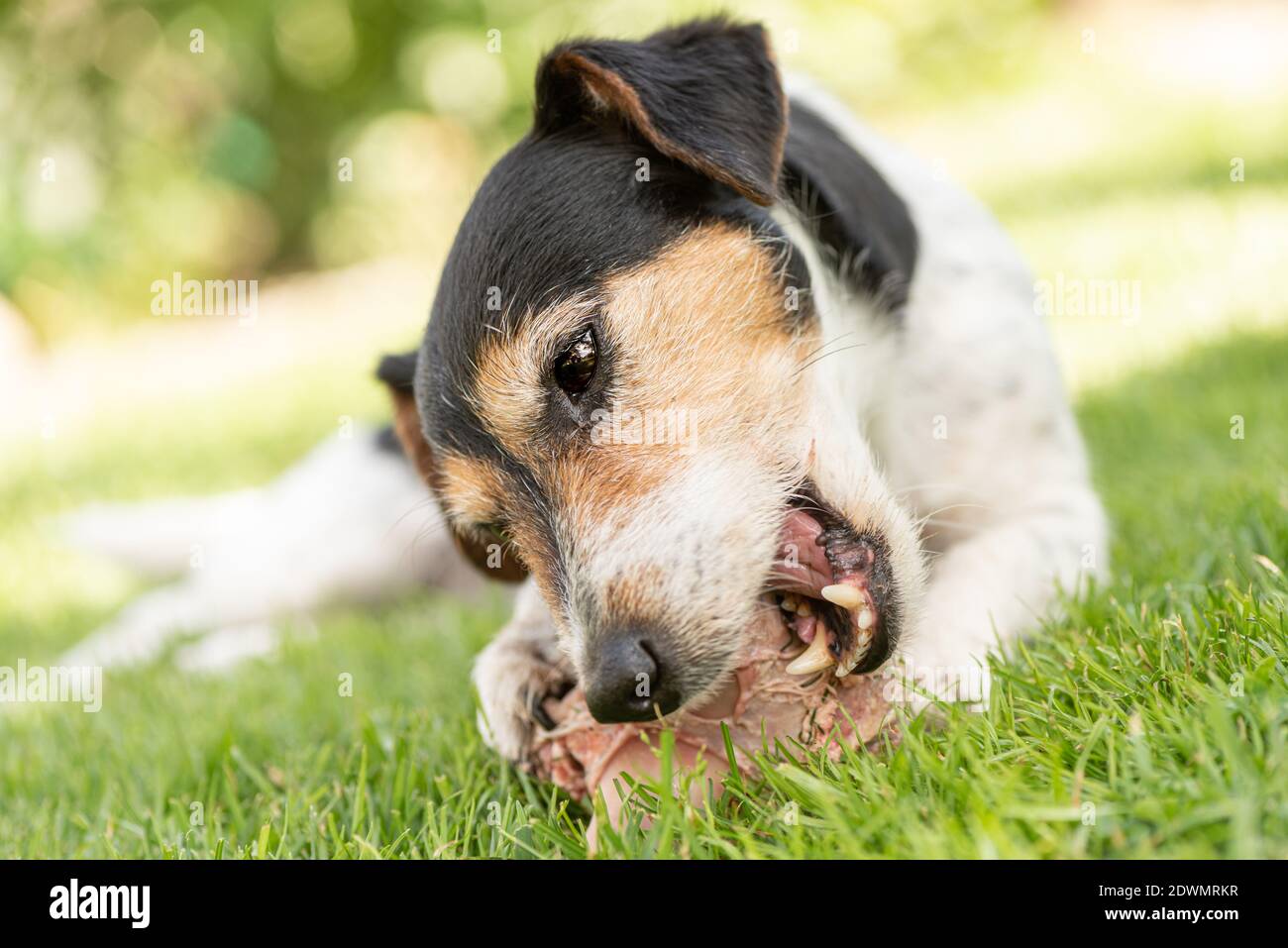 Der kleine süße Jack Russell Terrier Hund isst einen Knochen mit Fleisch und kaut im Freien Stockfoto