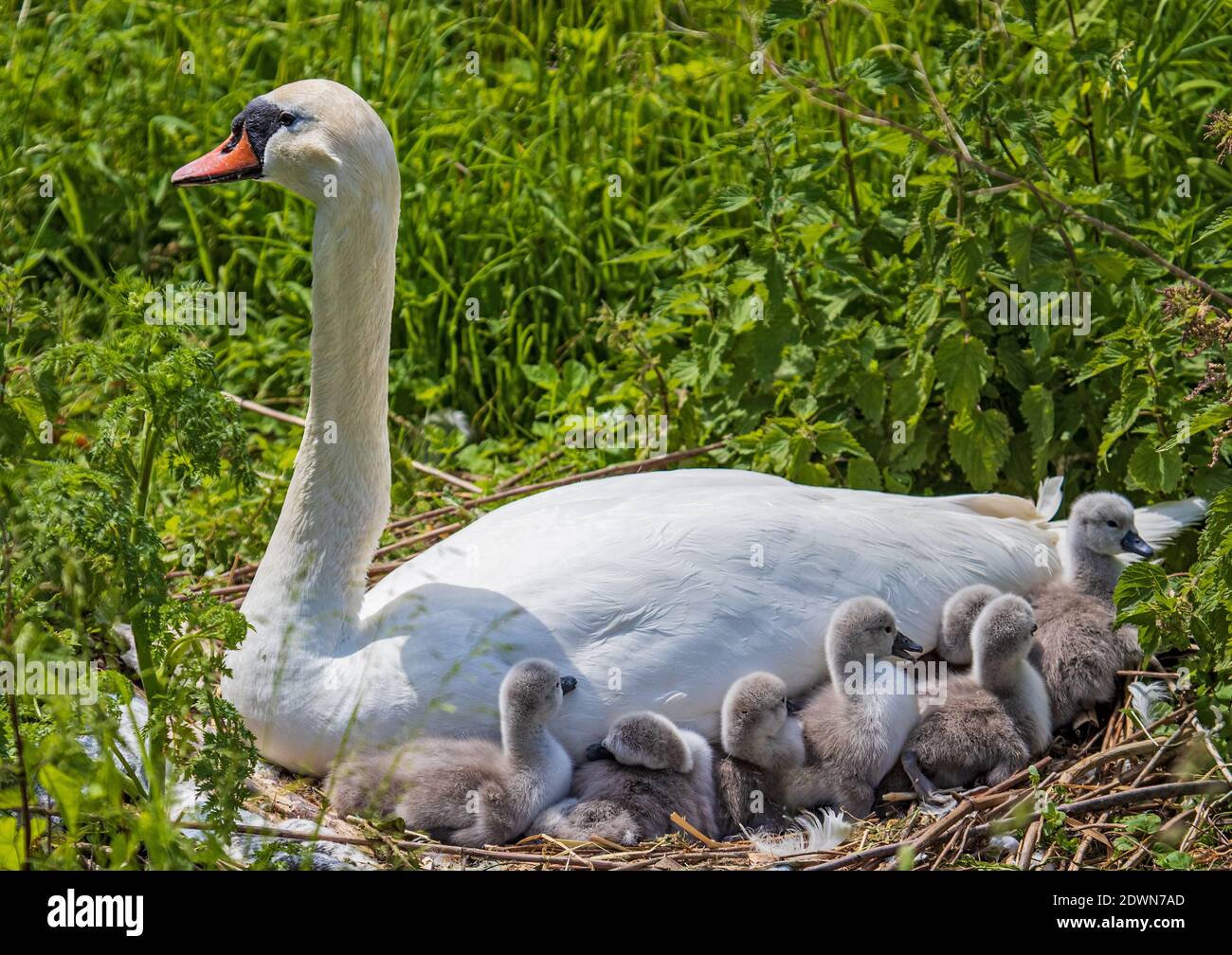 Muter Schwan (Cygnus olor) frisch geschlüpfte Küken, die im gemütlichen und warmen Federbett der Mutter im Nest ruhen, Heidelberg, Baden-Württemberg, Deutschland Stockfoto