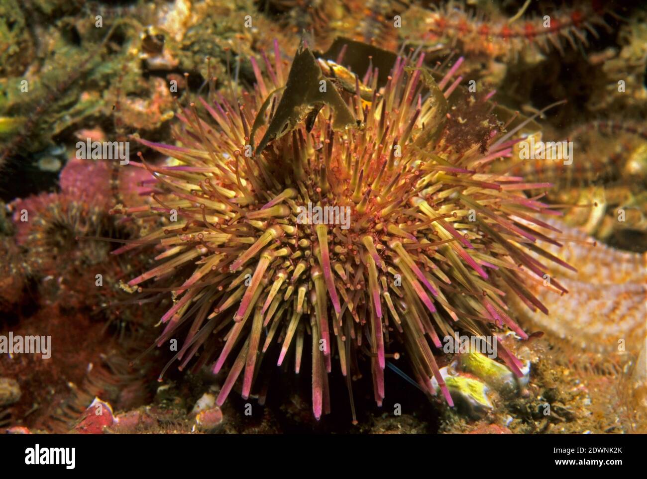 Grüner Seeigel (Psammechinus miliaris) grast auf einer Felsoberfläche, Großbritannien. Stockfoto