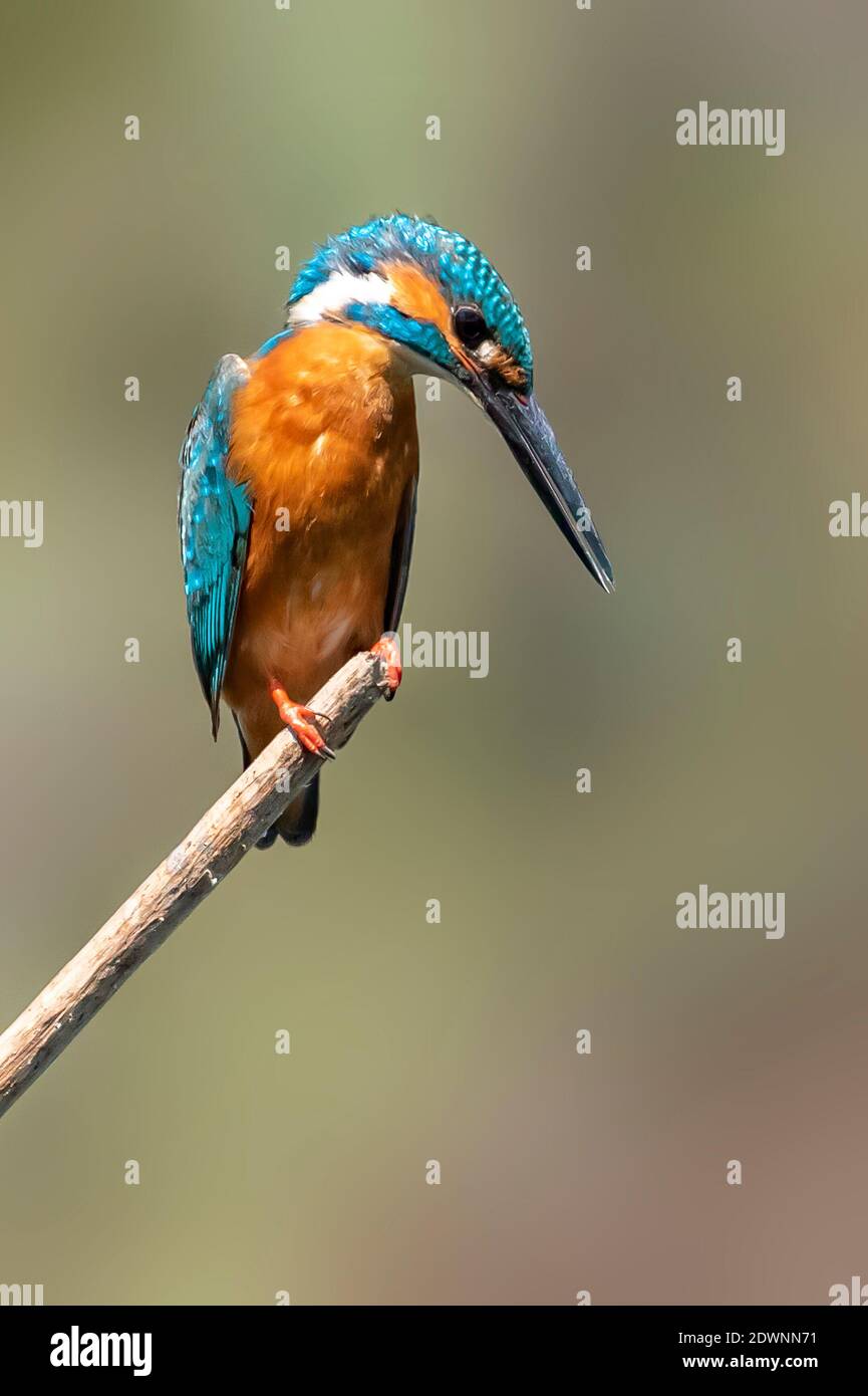 Bild von gemeinem Eisvogel (Alcedo atthis) auf einem Zweig auf Naturhintergrund thront. Vogel. Tiere. Stockfoto