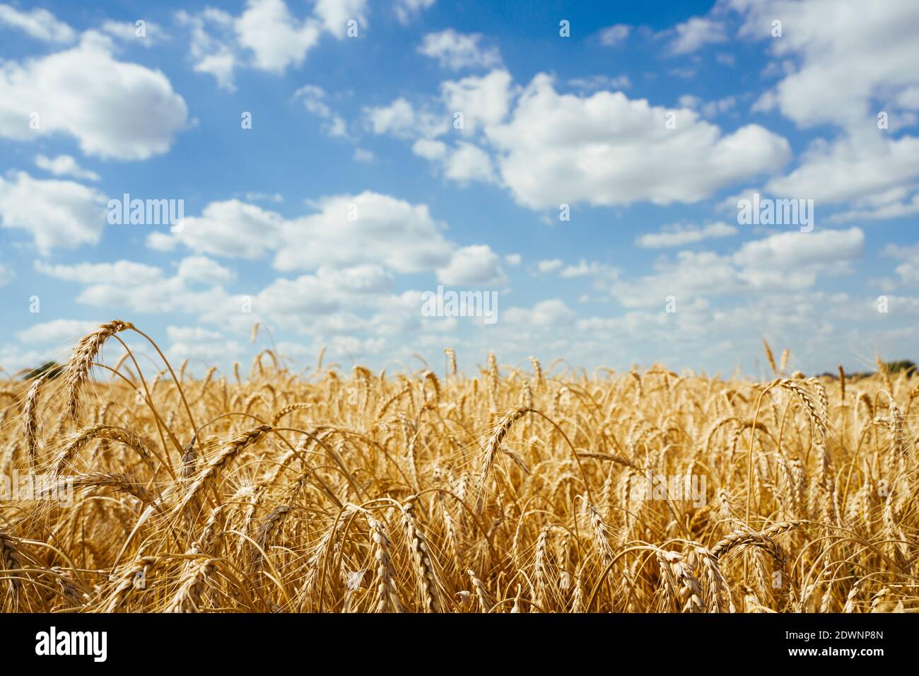 Agrarbereich. Reife Ähren aus Weizen. Das Konzept einer reichen Ernte. Stockfoto
