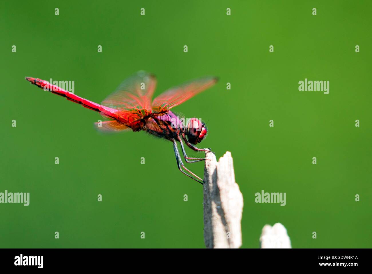 Bild der Libelle auf einem Baum Zweig auf Naturhintergrund thront. Stockfoto