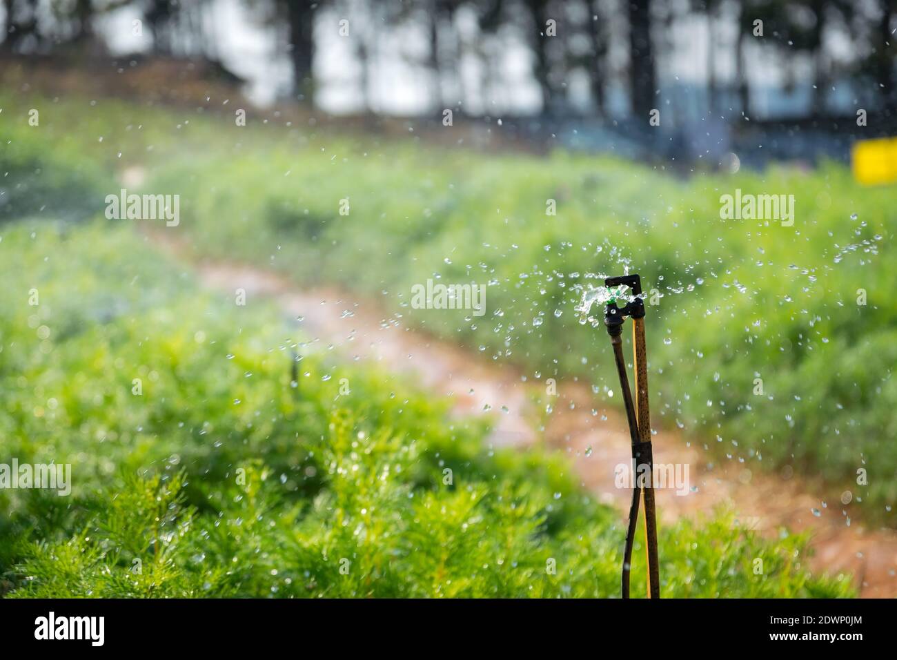 Nahaufnahme Tropfen Wasser spritzte aus Sprinkle für die Bewässerung von Pflanzen. Stockfoto