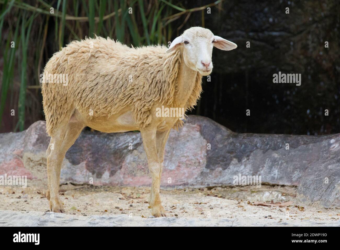Bild von einem braunen Schaf auf Naturhintergrund in thailand. Nutztier Stockfoto