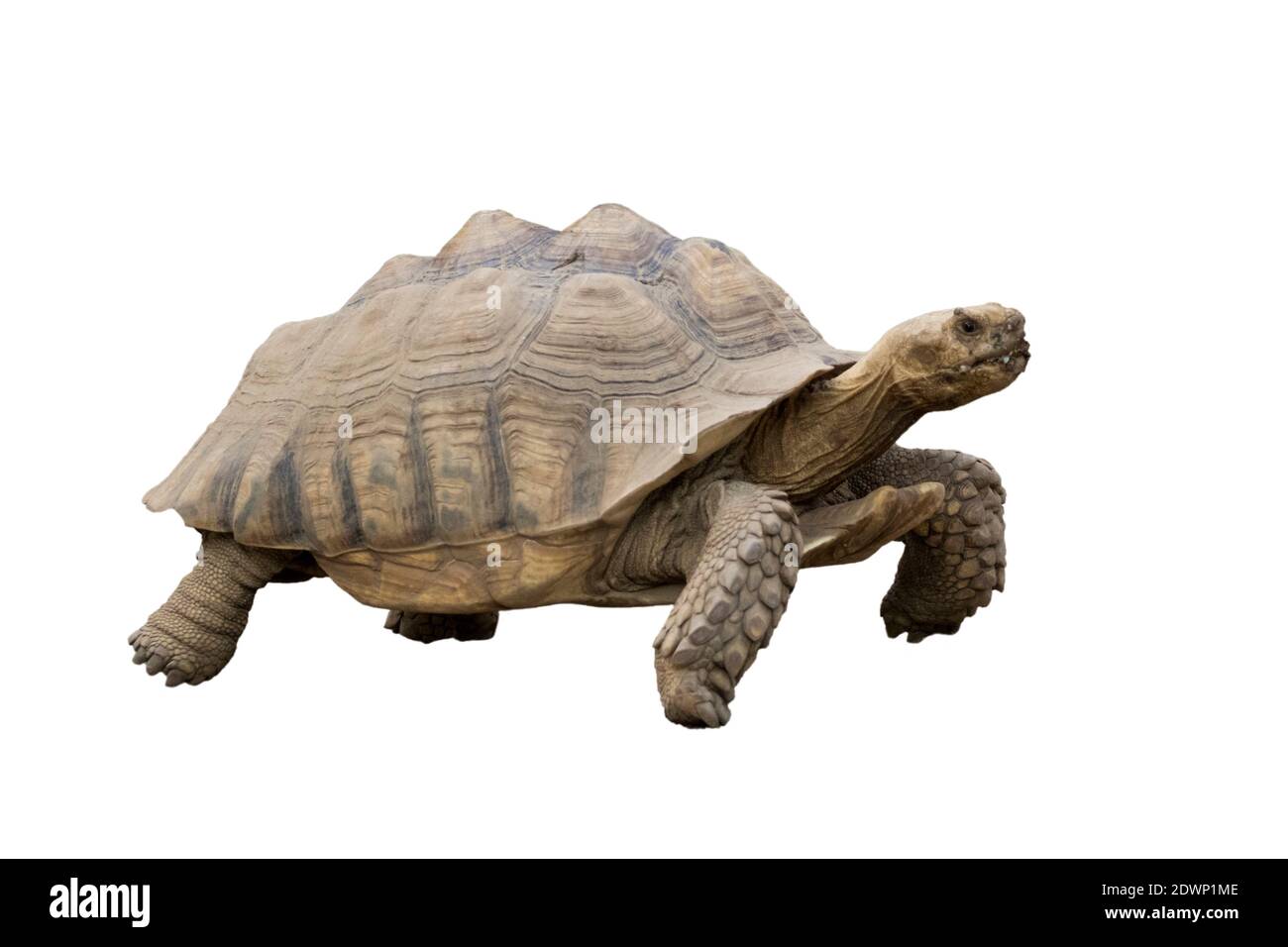 Bild von Schildkröte isoliert auf weißem Hintergrund. Wilder Anidam. Stockfoto