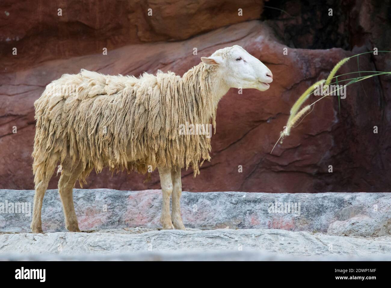 Bild von einem braunen Schaf auf Naturhintergrund in thailand. Nutztier Stockfoto