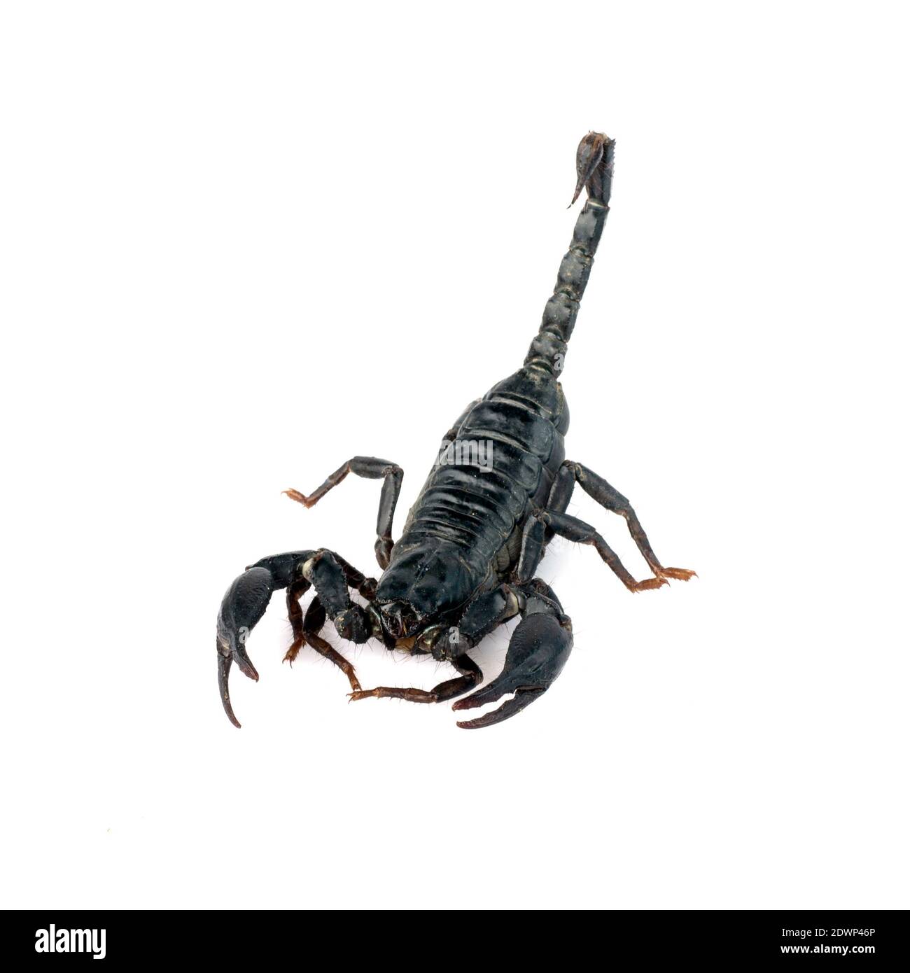 Bild des Skorpions auf weißem Hintergrund. Insekt. Stockfoto