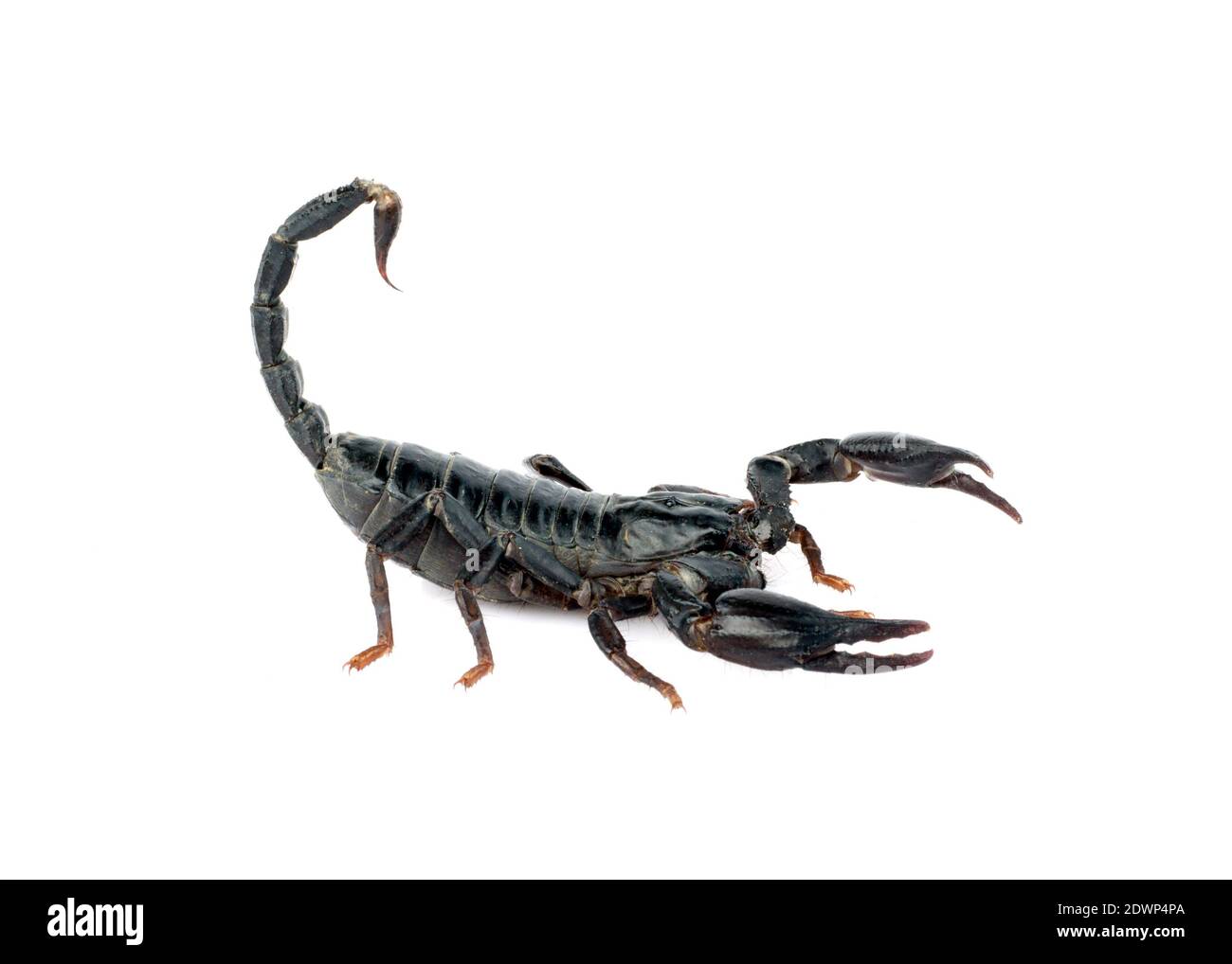 Bild des Skorpions auf weißem Hintergrund. Stockfoto