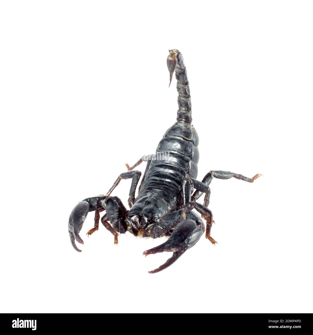 Bild des Skorpions auf weißem Hintergrund. Stockfoto