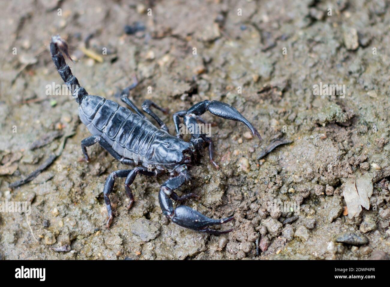 Bild des Skorpions auf dem Boden. Tiere. Insekt. Stockfoto