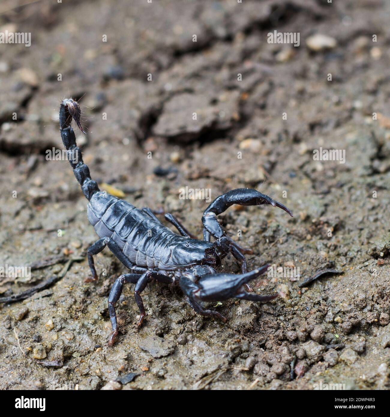 Bild des Skorpions auf dem Boden. Tiere. Insekt. Stockfoto