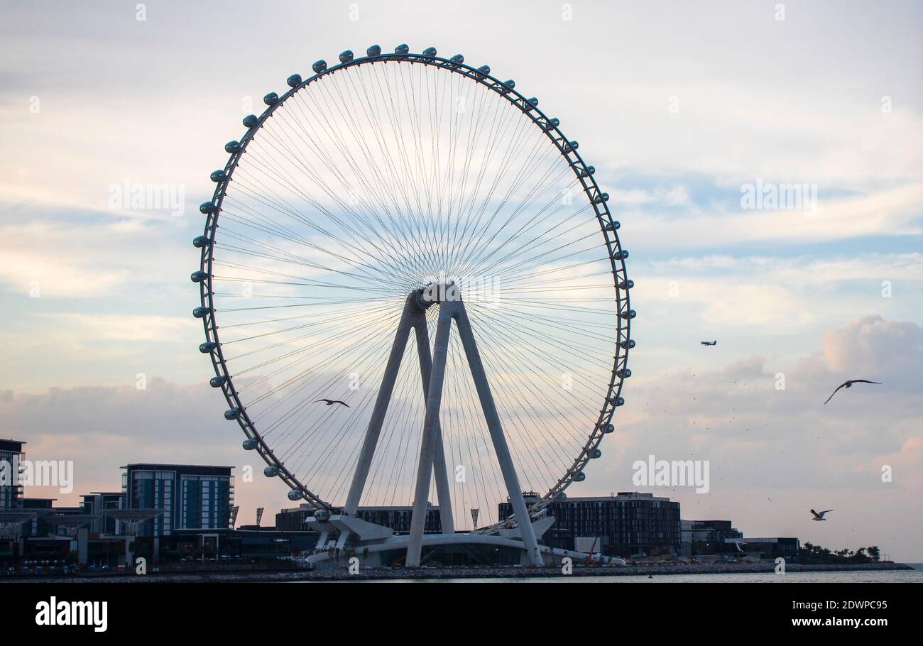 Das höchste Riesenrad der Welt Ain Dubai, in Blue Waters bei Meraas in Dubai, VAE Stockfoto