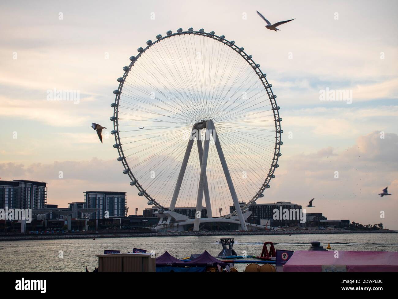 Das höchste Riesenrad der Welt Ain Dubai, in Blue Waters bei Meraas in Dubai, VAE Stockfoto