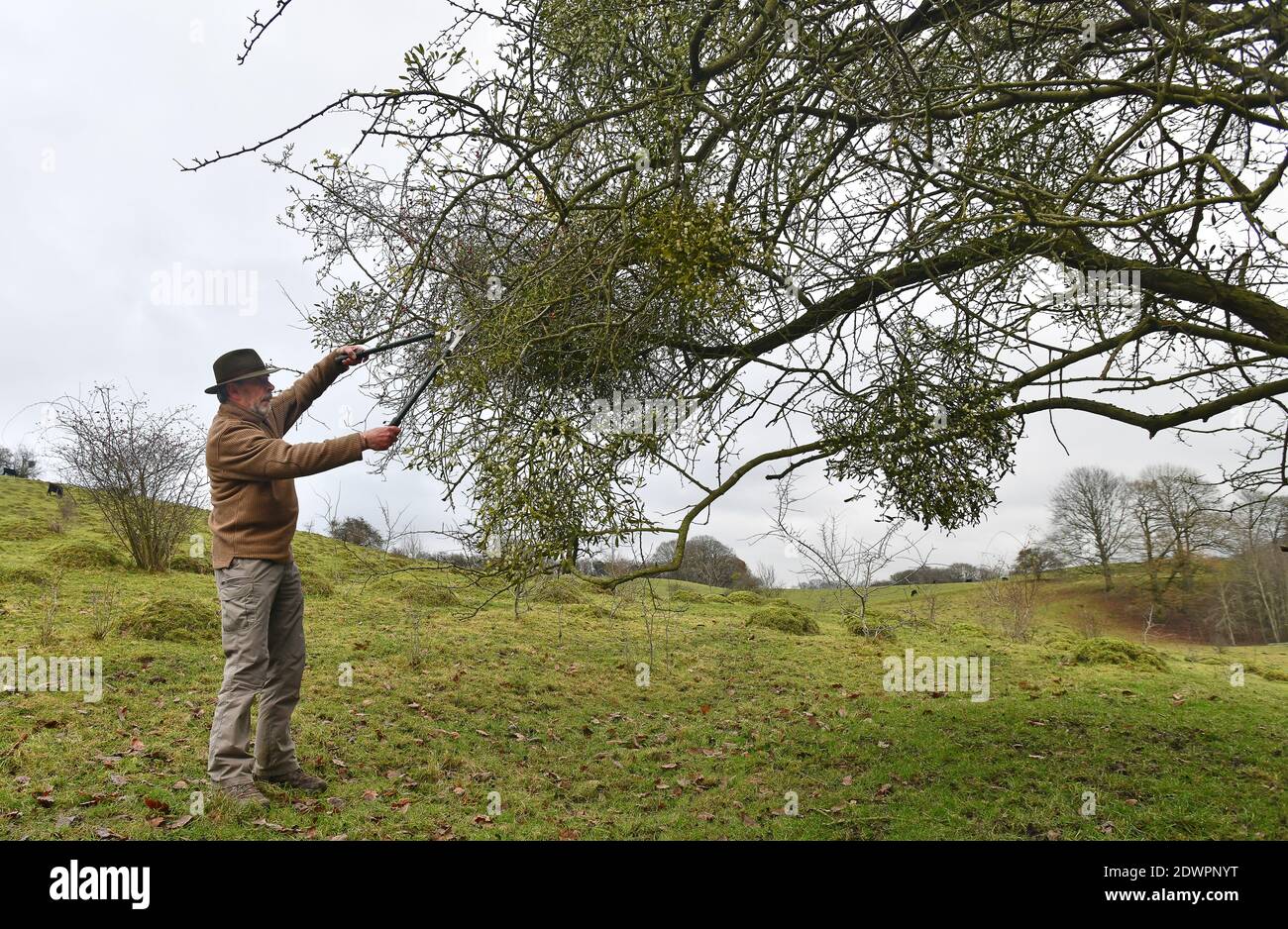 Mann bei der Mistelernte in Shropshire, England, Großbritannien Stockfoto