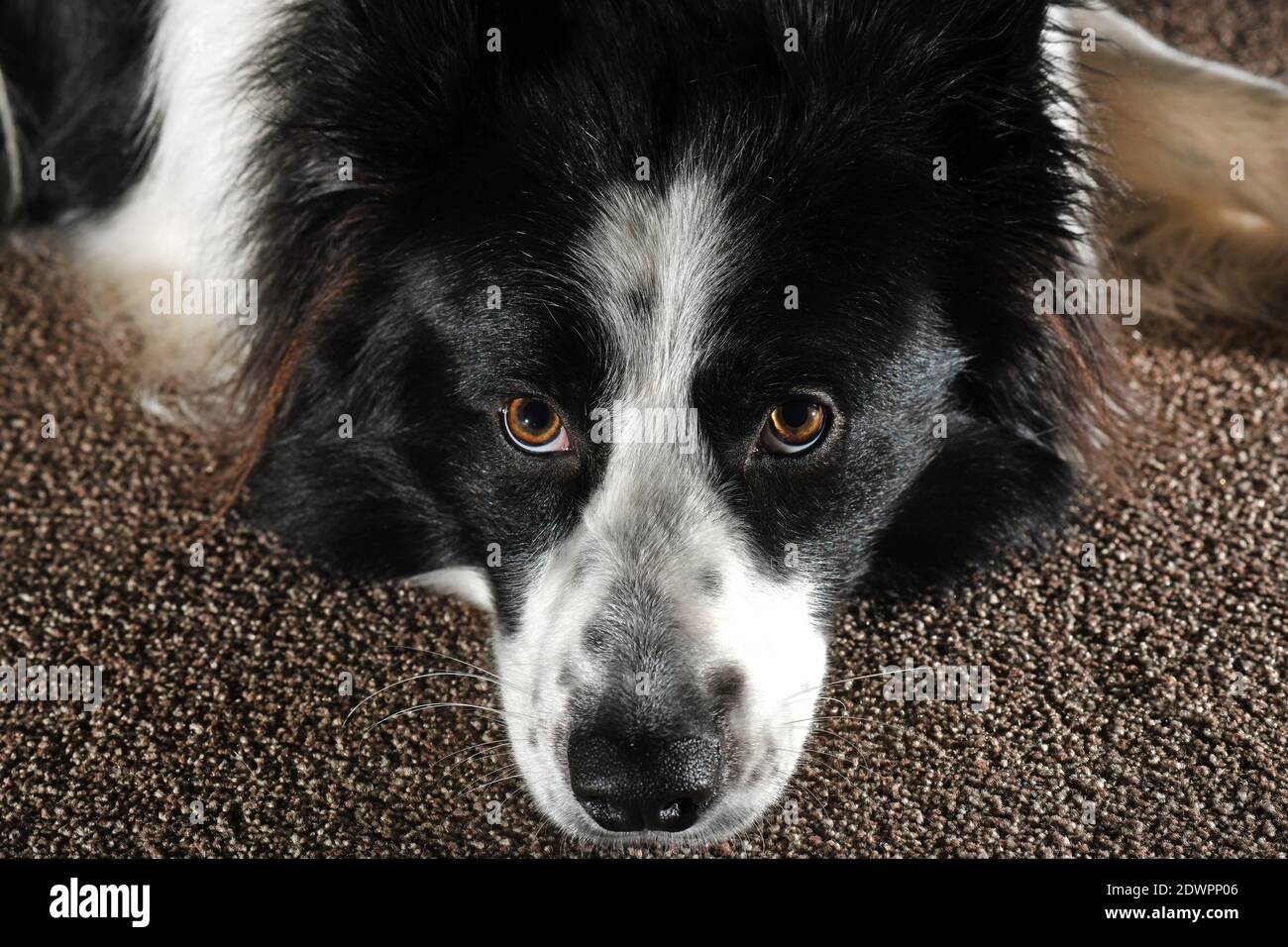 Border Collie Hund auf Teppichboden Stockfoto