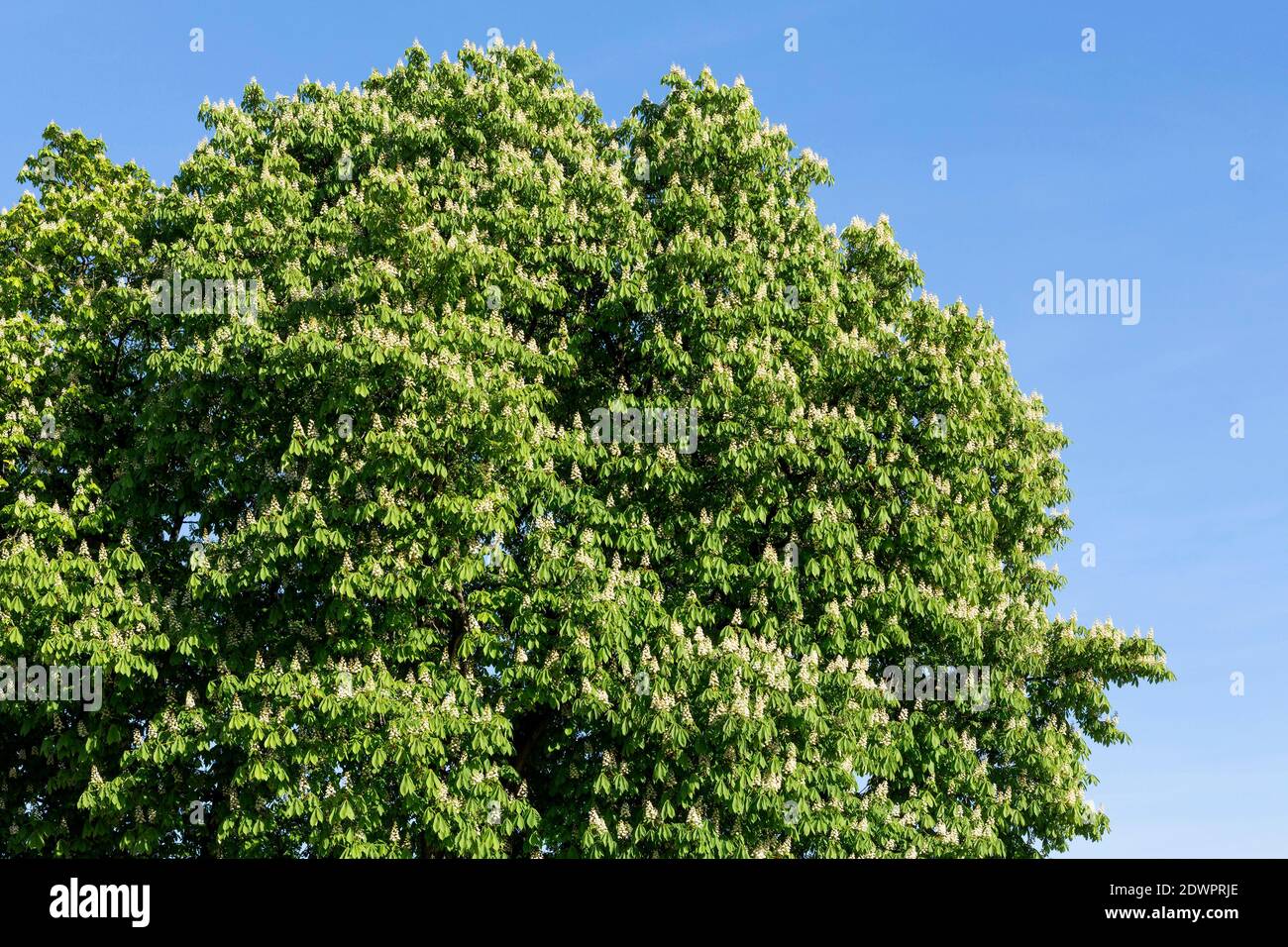 Blühender Rosskastanienbaum Stockfoto