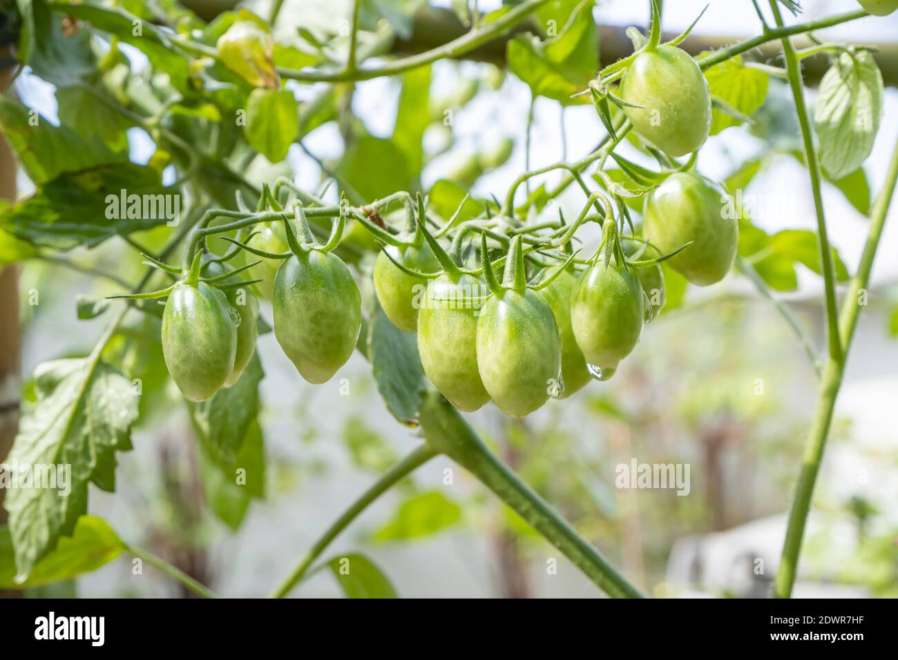 Es gibt viele grüne Kirschtomaten oder Lycopersicon esculentum auf dem Baum. Stockfoto
