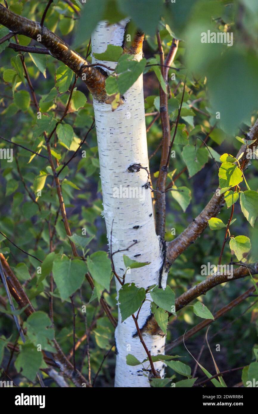 Weißer Birkenstamm mit üppiger Krone. Hochwertige Fotos Stockfoto